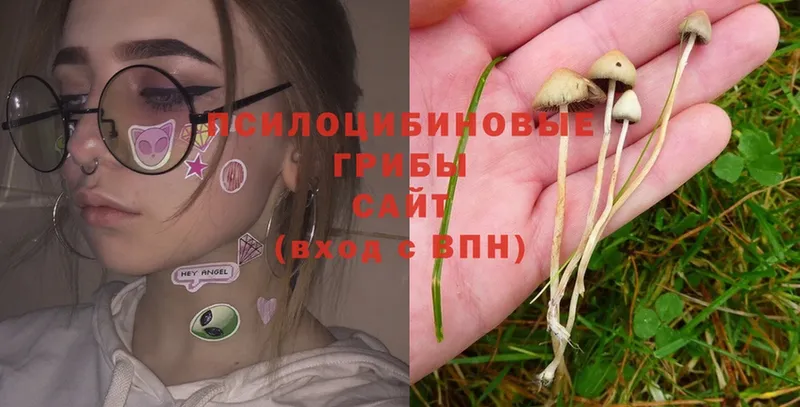 Галлюциногенные грибы Psilocybe  купить наркотики сайты  Новодвинск 